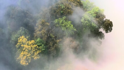 foggy forest