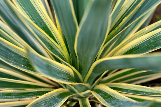 Green leaves background yuka palm tree. Close up. 