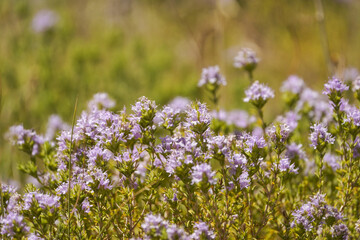 Thymus vulgaris blooming in Mediterranean field