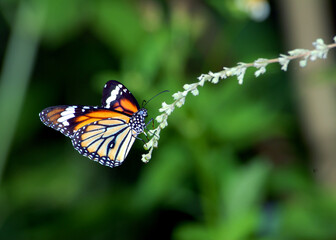 butterfly on a flower