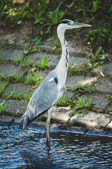 Graureiher steht in kleinem Bach