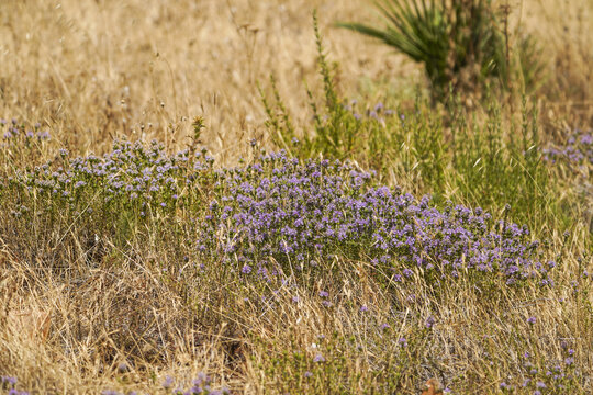 Thymus Vulgaris Blooming In Mediterranean Field