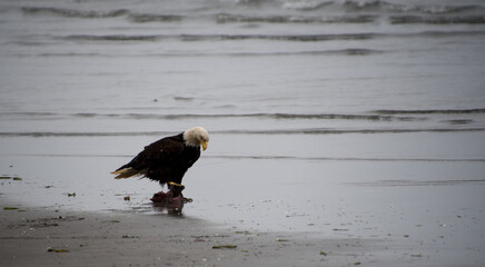 Bald eagle feeding on shore near Grayland