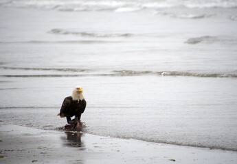 Bald eagle feeding on shore near Grayland