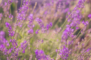 Homegrown violet vibrant lavender flowers in the morning light. Summer herbs for tea. Close up macro view. Lavender wallpaper with copy space. Color trend 2021.