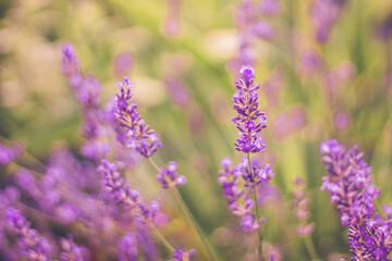 Homegrown violet vibrant lavender flowers in the morning light. Summer herbs for tea. Close up macro view. Lavender wallpaper with copy space. Color trend 2021.