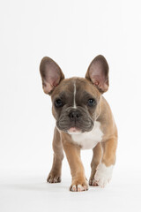 Dies ist eine Franz&ouml;sische Bulldogge als Welpe. 