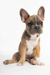 Dies ist eine Französische Bulldogge als Welpe. 