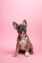 Dies ist eine Französische Bulldogge als Welpe. 