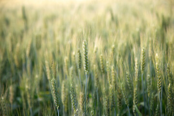 Field of wheat.