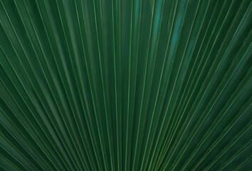 palm leaf texture background tropical green leaves close-up