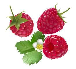 red raspberries are a delicious healthy berry