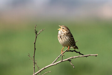 Corn bunting