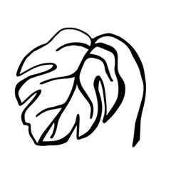 One doodle tropical leaf monstera on a white background is isolated