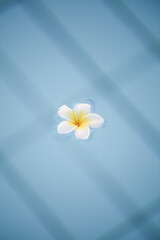 Summer, relax and spa concept . Minimal nature background. frangipani flower in blue water in pool. 