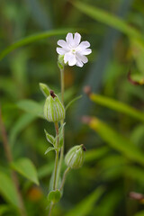 delicate white flower on a stem with buds