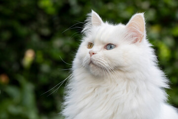 Persian cat, persische Katze