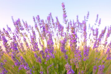 lavender field at sunset