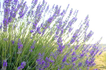 Fototapeta premium lavender field in region
