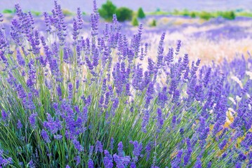 Fototapeta premium field of lavender