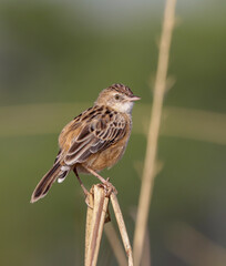 The zitting cisticola or streaked fantail warbler is a widely distributed Old World warbler whose breeding range includes southern , Africa, and southern Asia down to northern Australia.