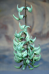 Turquoise blue jade vine flower, Strongylodon macrobotrys.