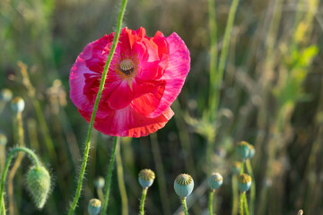Obraz premium pink poppy flower and green stem in the summer sunlight botany close-up