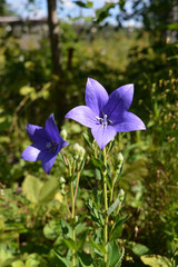 Flowers of platycodon grandiflorus (Balloon Flower) in rural garden