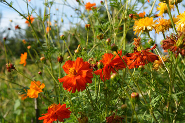 Bright sulphur cosmos flowers with petals in shades of orange and scarlet red.