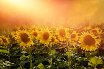 Obraz premium field with sunflowers in the rays of the setting sun