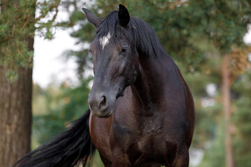 closeup portrait of beautiful black draft mare horse with white spot on forehead in field in summer