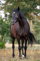 Obraz na płótnie Canvas portrait of black draft mare horse standing free in field in summer