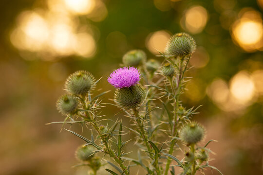 Purple flower head of purple milk thistle, boar thistle, Galactitis tomentosa, involucrum spine tipped, at dawn. Field, Malta, Mediterranean