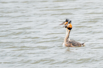 Great crested grebes swimming up together