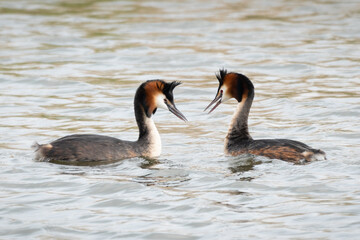 Great crested grebes - So in love... 2