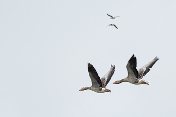 Two pairs of greylag geese in flight