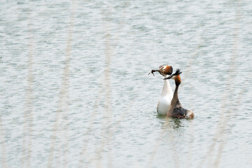 A gift for you - Great crested grebes courtship