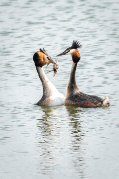 Please take it - crested grebes courting