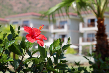 View through the hibiscus flower and green leaves to the villa with palm trees. Tropical vacation, summer holidays on paradise nature, beach resort