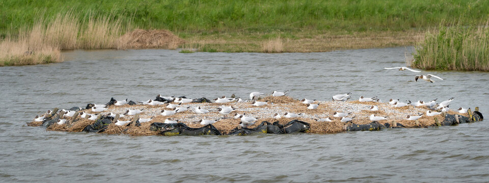 Breeding black-headed gulls on the landscaped shell beach isle