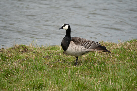 Barnacle goose standing on one foot.