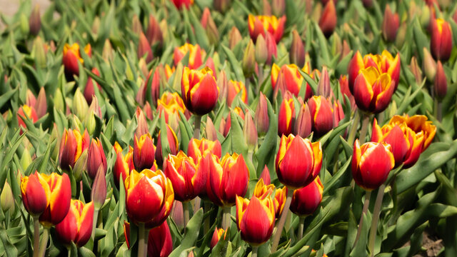 Red yellow tulips on a field - close-up