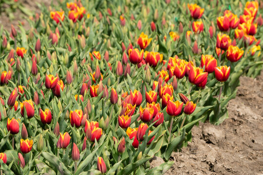 Red yellow tulips on a field