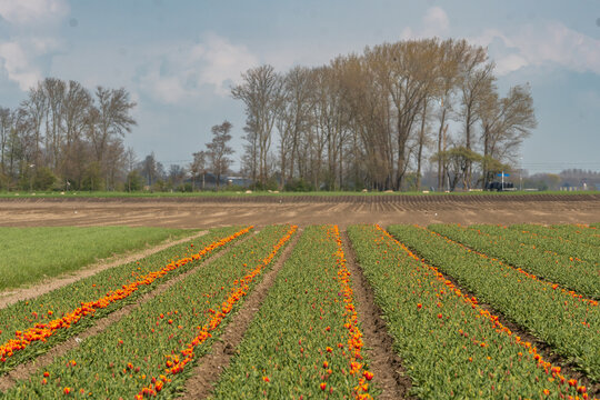 In spring, when the tulips bloom