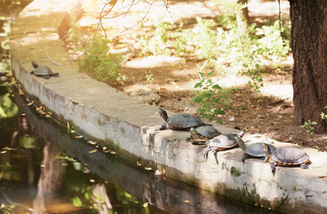 Many turtles in zoological garden