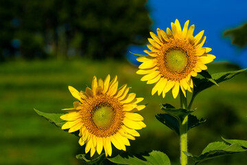 Fototapeta premium 長崎鼻のヒマワリ