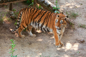 Fototapeta premium Beautiful tiger in zoological garden