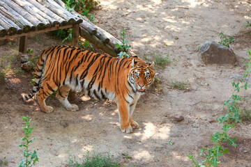 Beautiful tiger in zoological garden