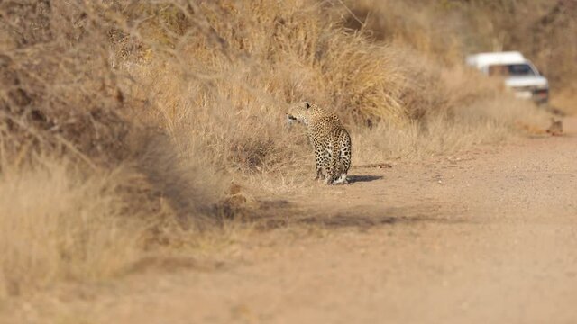 Leopard stalking in the road
