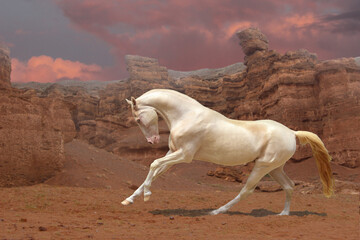 the most beautiful horse in the world, a horse for one million dollars plays in the canyon © Olena
